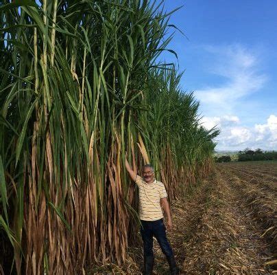 Napier grass could be a key to producing renewable .